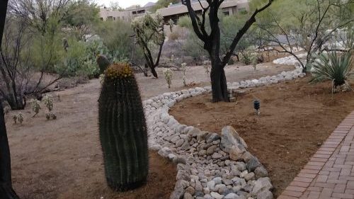 A natural, undeveloped desert landscape featuring sparse trees and a tall saguaro cactus, representing a yard needing preparation.