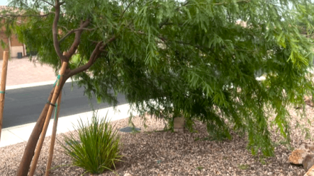 A newly planted, small, leafy desert tree surrounded by mulch and decorative ground cover rock.